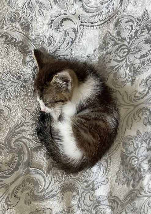 Срочно отдам котенка девочку