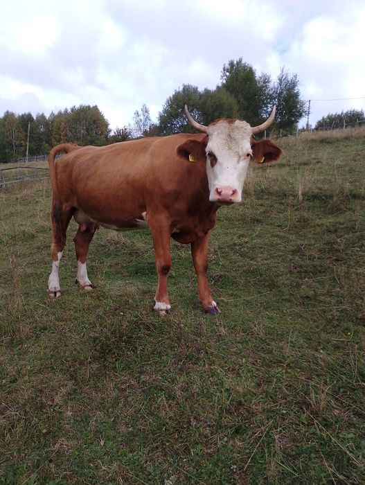 Vând doua vaci gestante