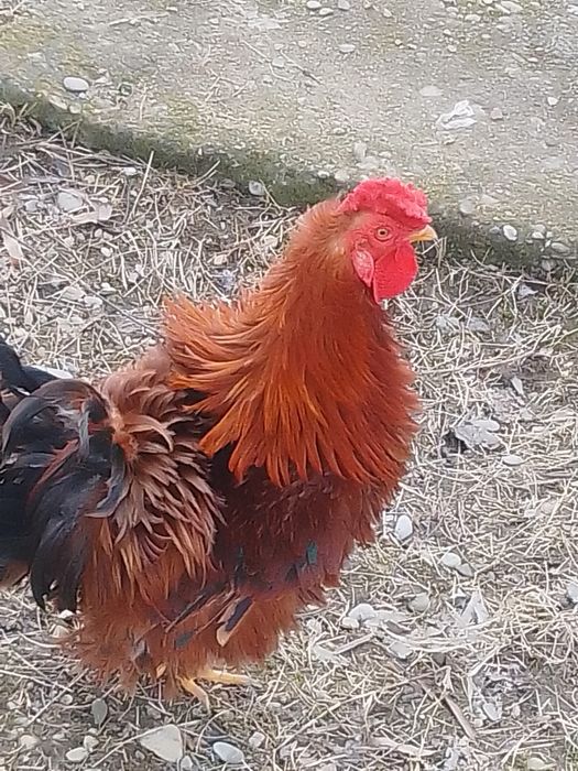 Rate românești și găini de țară de vânzare