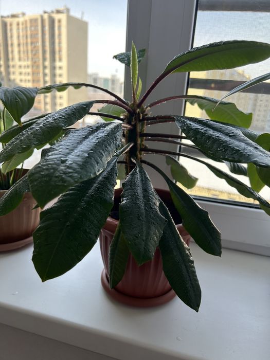 Продам растение молочай