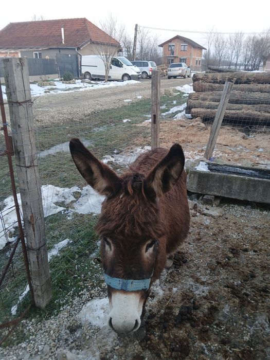 Vând magarite toate