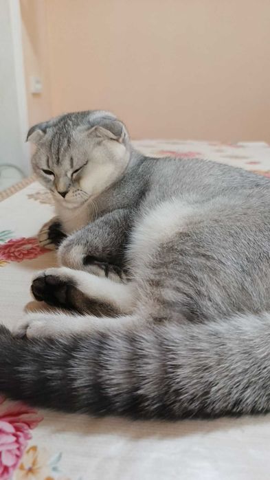 Mushuk sotiladi. Zoti scottish fold, shinshilla.