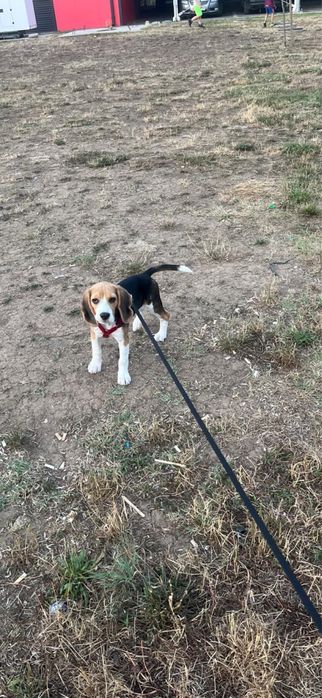 Caine Beagle - donez