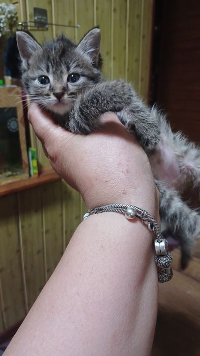 Г самарканд готовятся к продаже котята им пока 1 мес