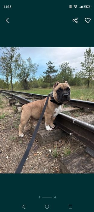 Американский Булли