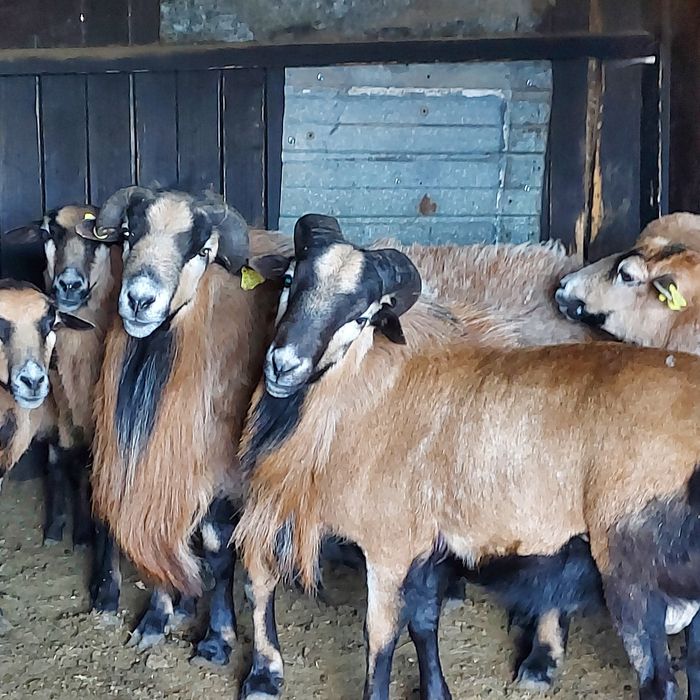 Vând berbec Camerun