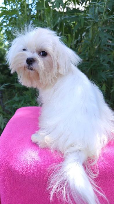 Мальтийская болонка ,Мальтезе ,Maltese  !