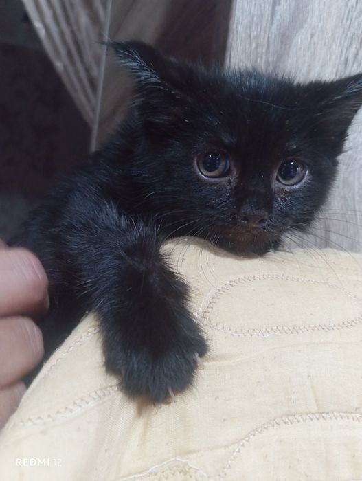 Отдам даром кошки
