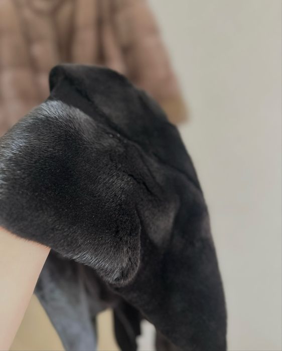 Норковый платок норка зима