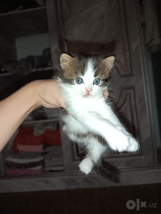 Продаются котята