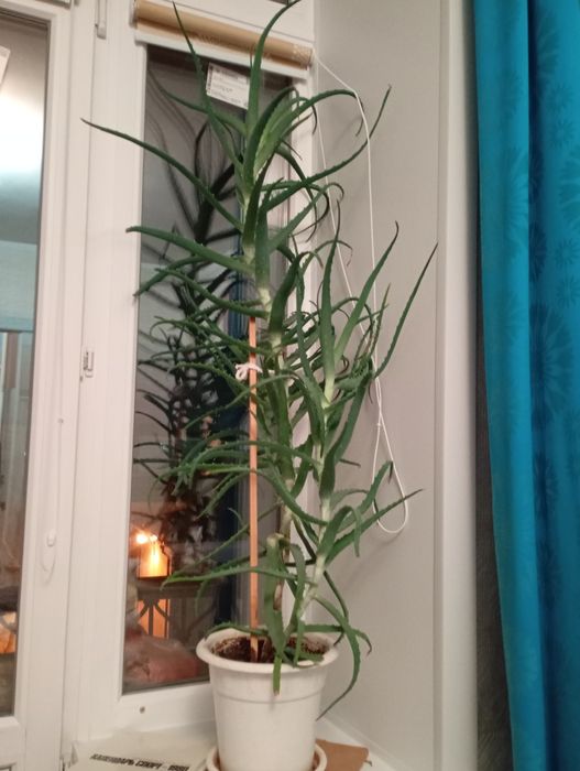 Продам Алоэ классический