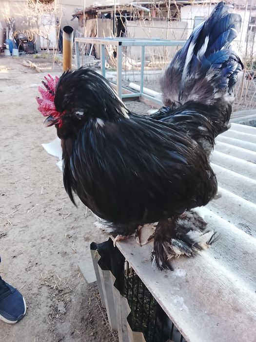 Карликовые куры султанки