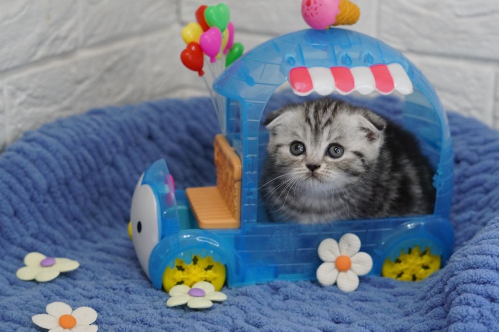 Шотландские Вислоухие Котята в Ярких Мраморных шубках
