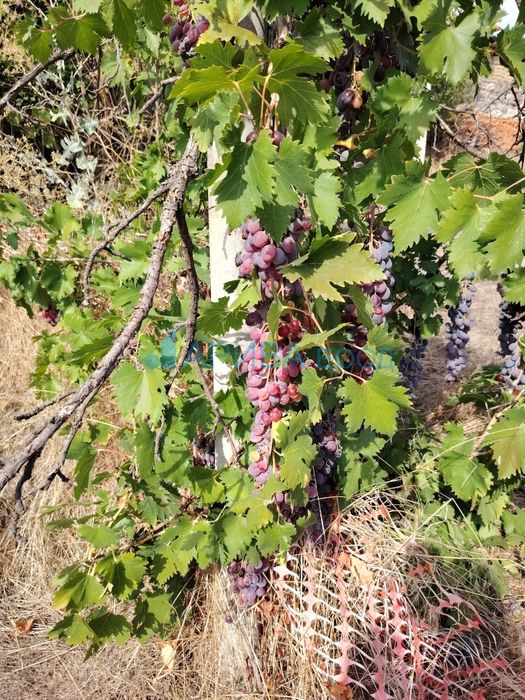 Продава се Къща в с. Ябълково, Област Хасково - 85 кв.м за 215 €/кв.м - Снимка #7