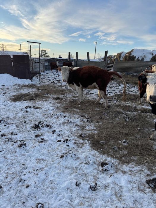 Продам коров стельных