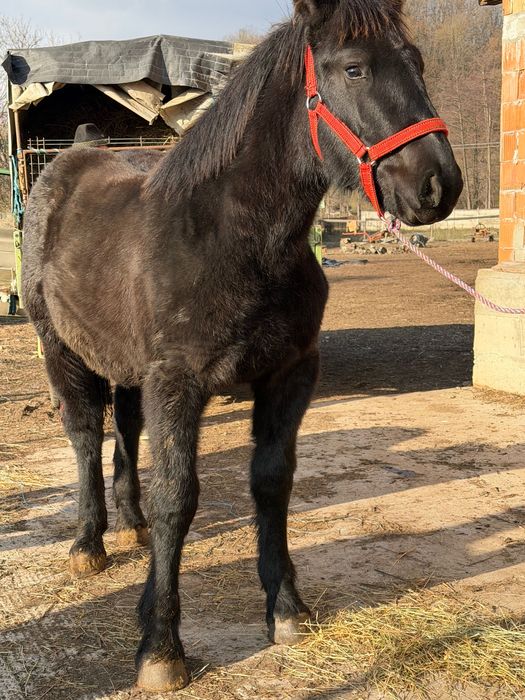 Vând Manza de 6 luni