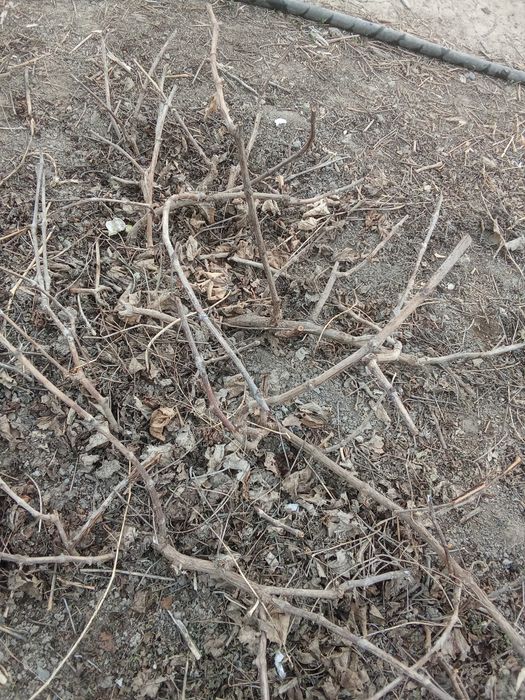 Кусты винограда столовые