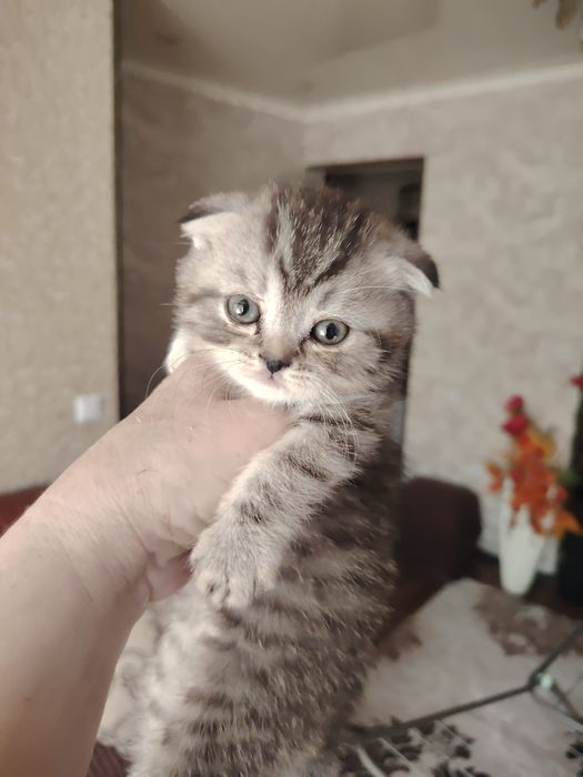 Шотландские малыши
