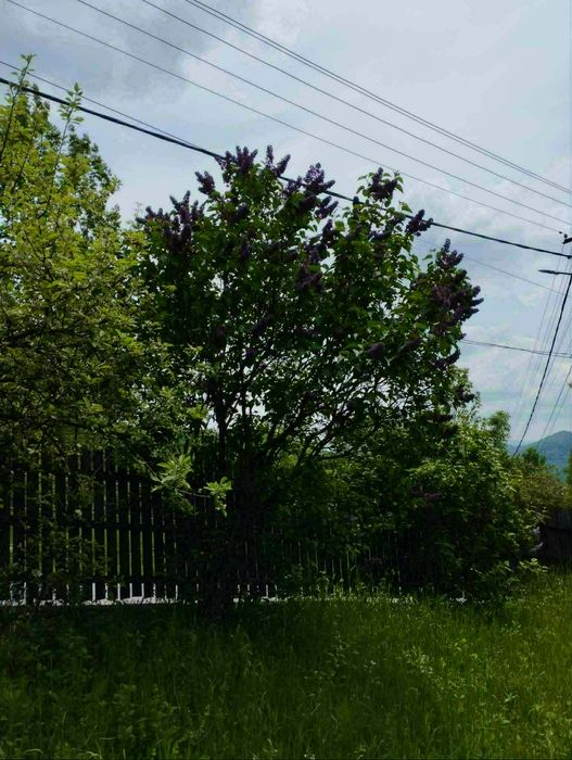 Teren cu căsuță.