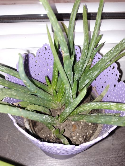 Алое Вера - разсад коренчета