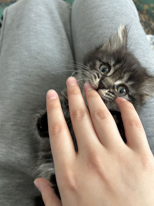 Котенок Сибирский