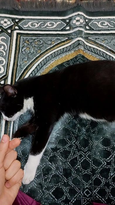 Mushuk zotdor chiroyli