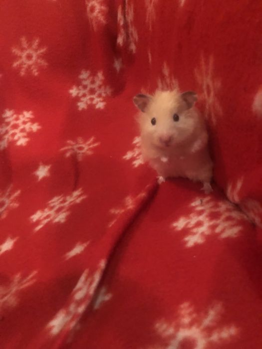 Продам  сирийских хомяков , окрас панда