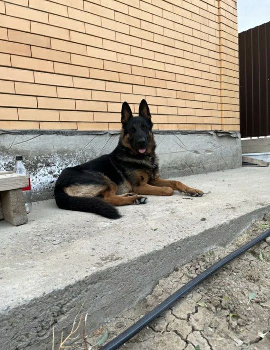овчарка немецкий