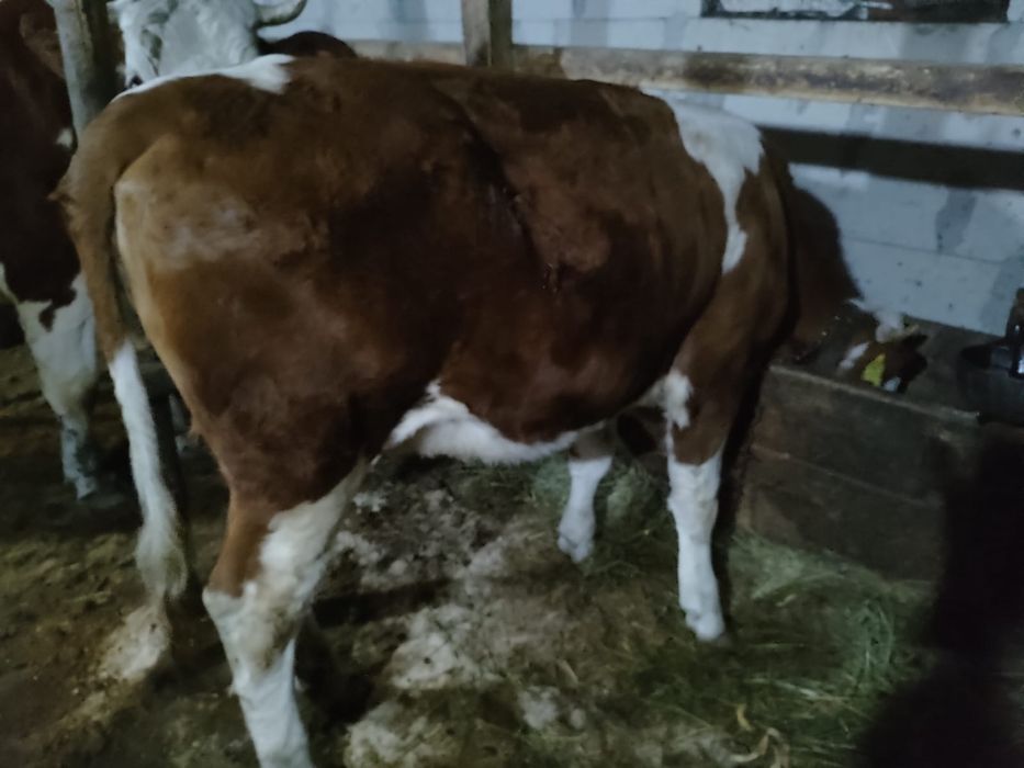 Vând vițea bălțată românească