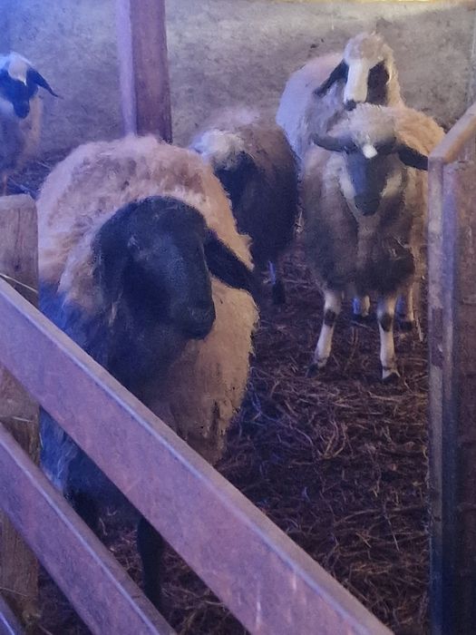 Oii tinere gestante schimb cu vaca de lapte