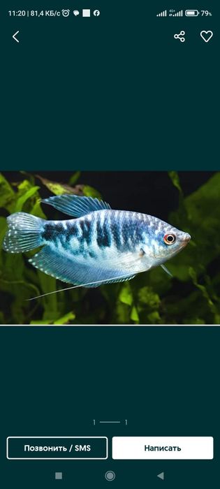 Аквариумные рыбки.