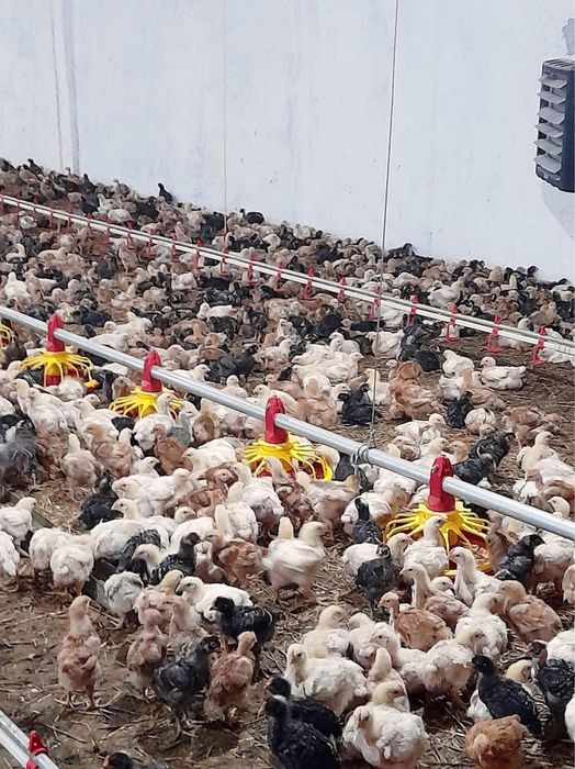 Pui alb de carne ros. 308 si rasa mixta