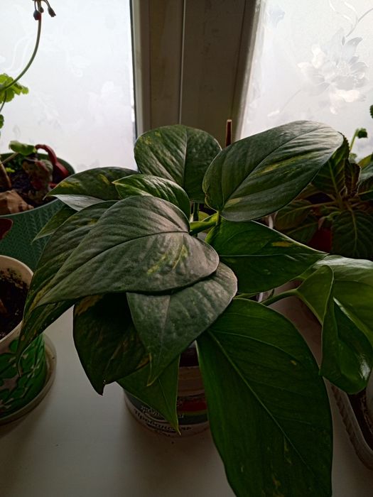 Комнатные растения