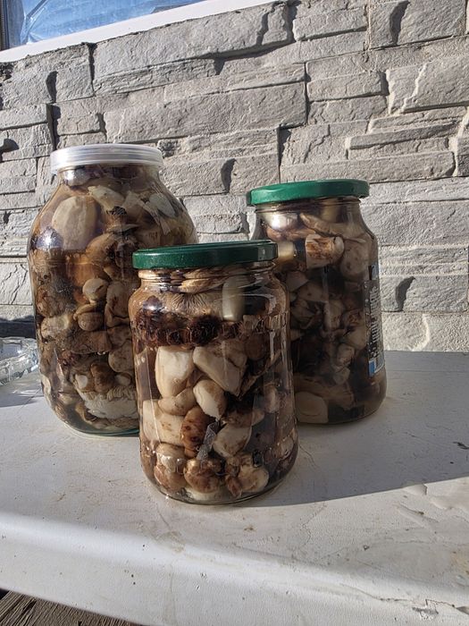 Продам грибы? валуи солёные.