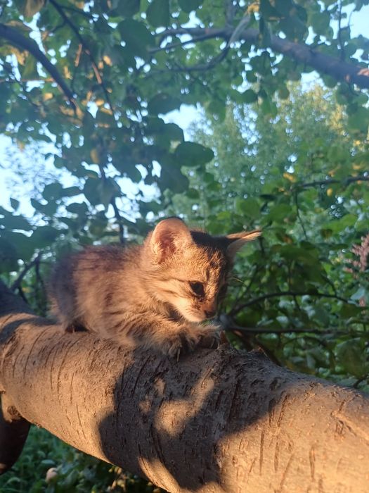 Домашние котята ^^