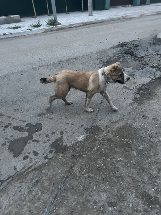 Щенок сабака алабай