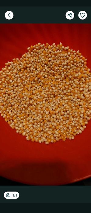 Porumb popcorn bio