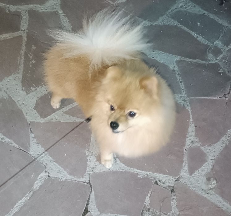 Вязка шпица мальчик