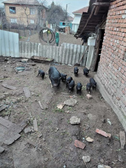 Продавам виетнамски прасенца