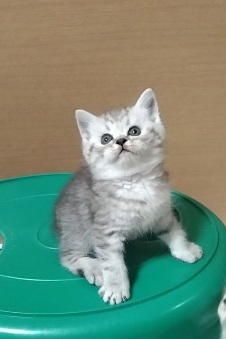 Шотландскае Скоттиш страйт
