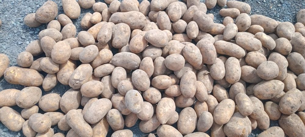 Продам Картофель оптом
