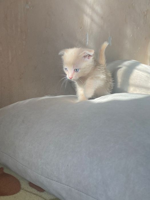 Вислоухие котята