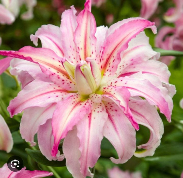 Махровые лилии Roselily