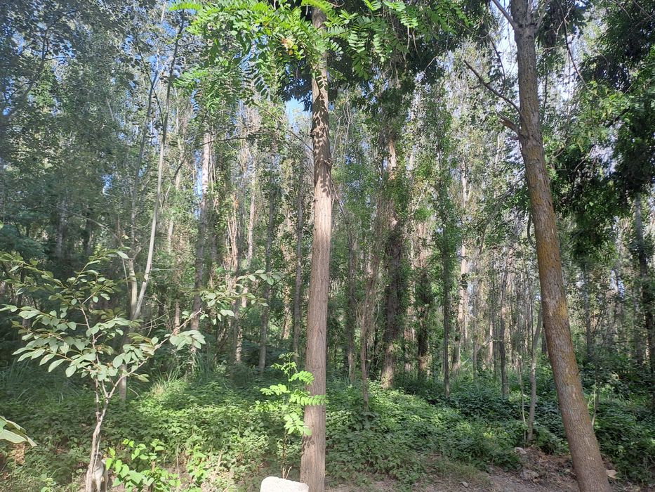 Земля дачный поселок