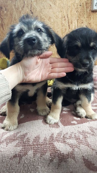 Щенки звоночки срочно