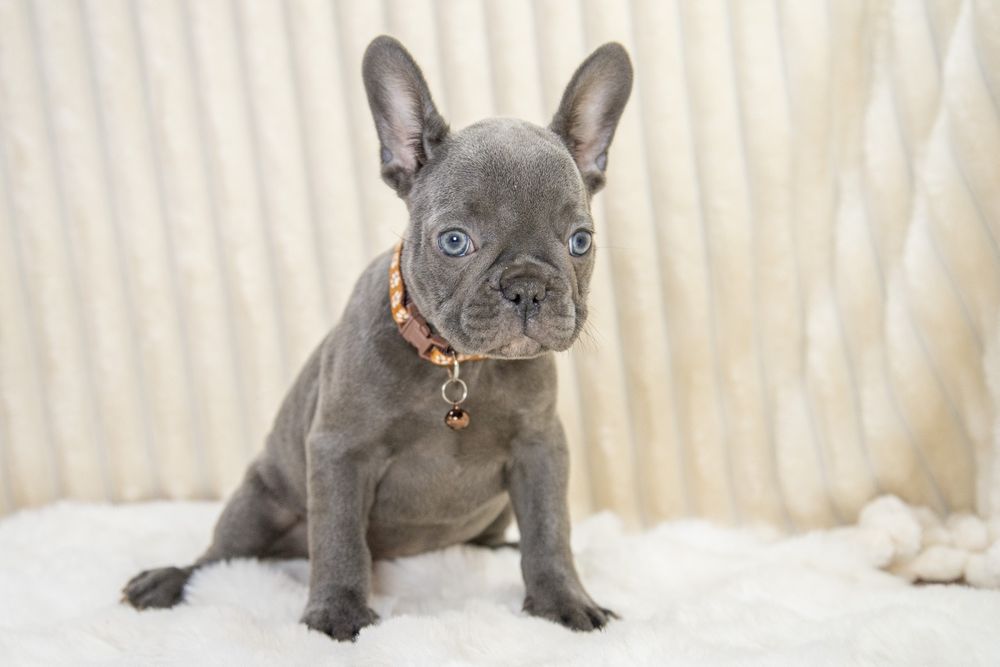 bulldog francez blue