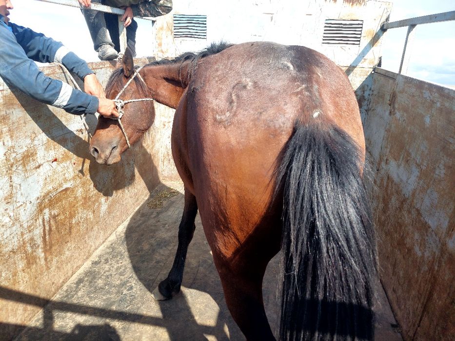 Эротикалық массажға келген үлкен есек орыс қызының жазбасын көріңіз.