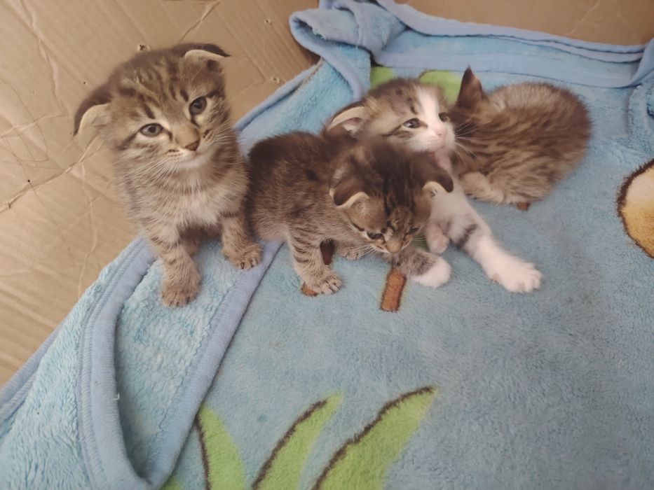 Продаю котят веслоухий