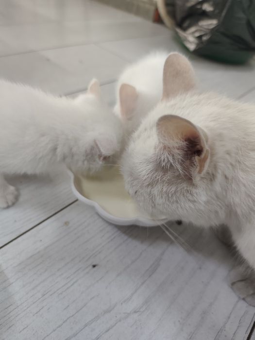 Котята, 1,5 месяца