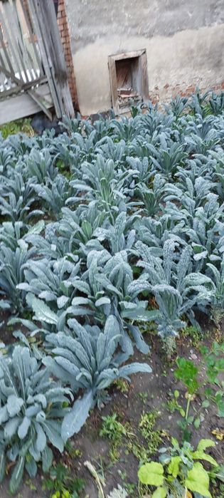 Varza Kale Bio de grădină